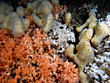 Riffbildene Hart- oder Steinkoralle mit einem Wachstum von nur 6mm pro Jahr. Vorkommen vom Nordatlantik und Mittelmehr, aber auch im Pazifischen und Indischen Ozean in Tiefen von 150 bis 2000 Meter